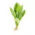 Top Fin® Amazon Sword Live Plant image thumbnail 2
