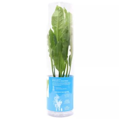 Product Top Fin® Amazon Sword Live Plant