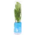 Top Fin® Amazon Sword Live Plant image thumbnail 4