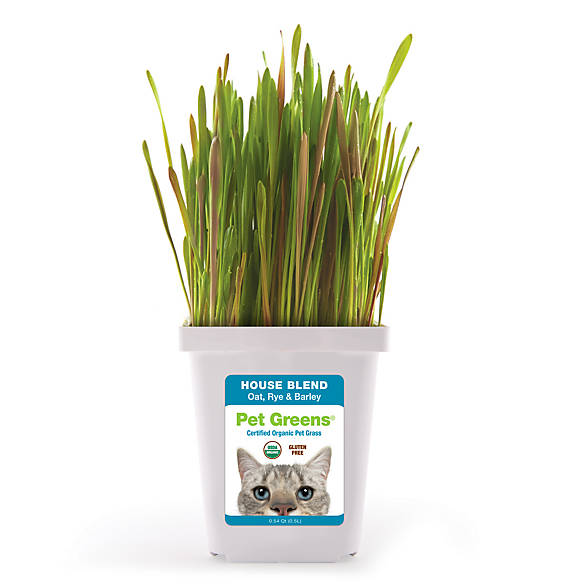 Pet Greens® Grain Free Organic House Blend Cat Grass | cat ...