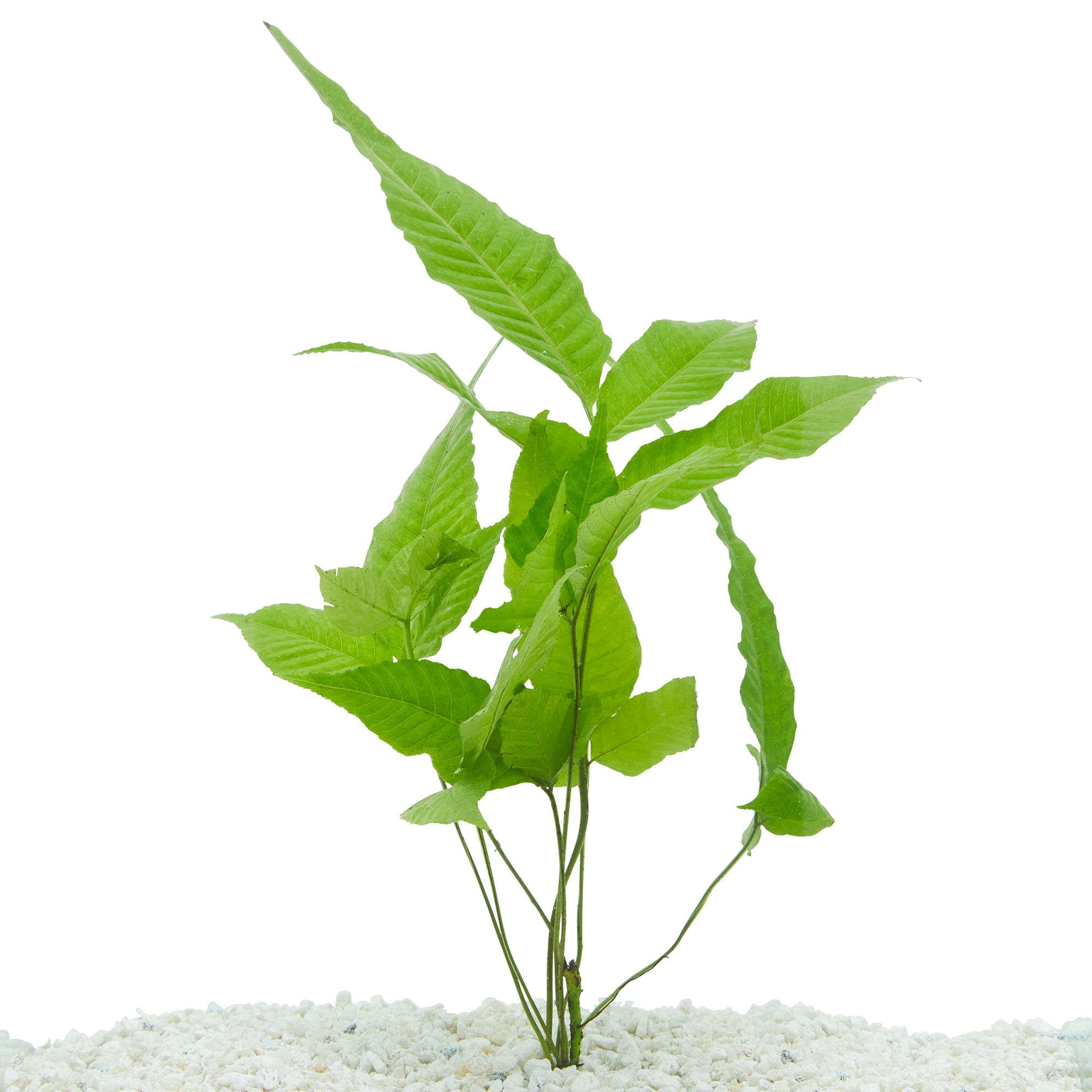 Petsmart shop aquatic plants