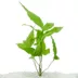 Top Fin® El Nino Fern Live Plant image thumbnail 1