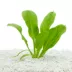 Top Fin® Rosette Sword Live Plant image thumbnail 1