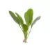 Top Fin® Rosette Sword Live Plant image thumbnail 2