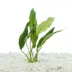 Top Fin® Anubias Frazeri Live Plant image thumbnail 1