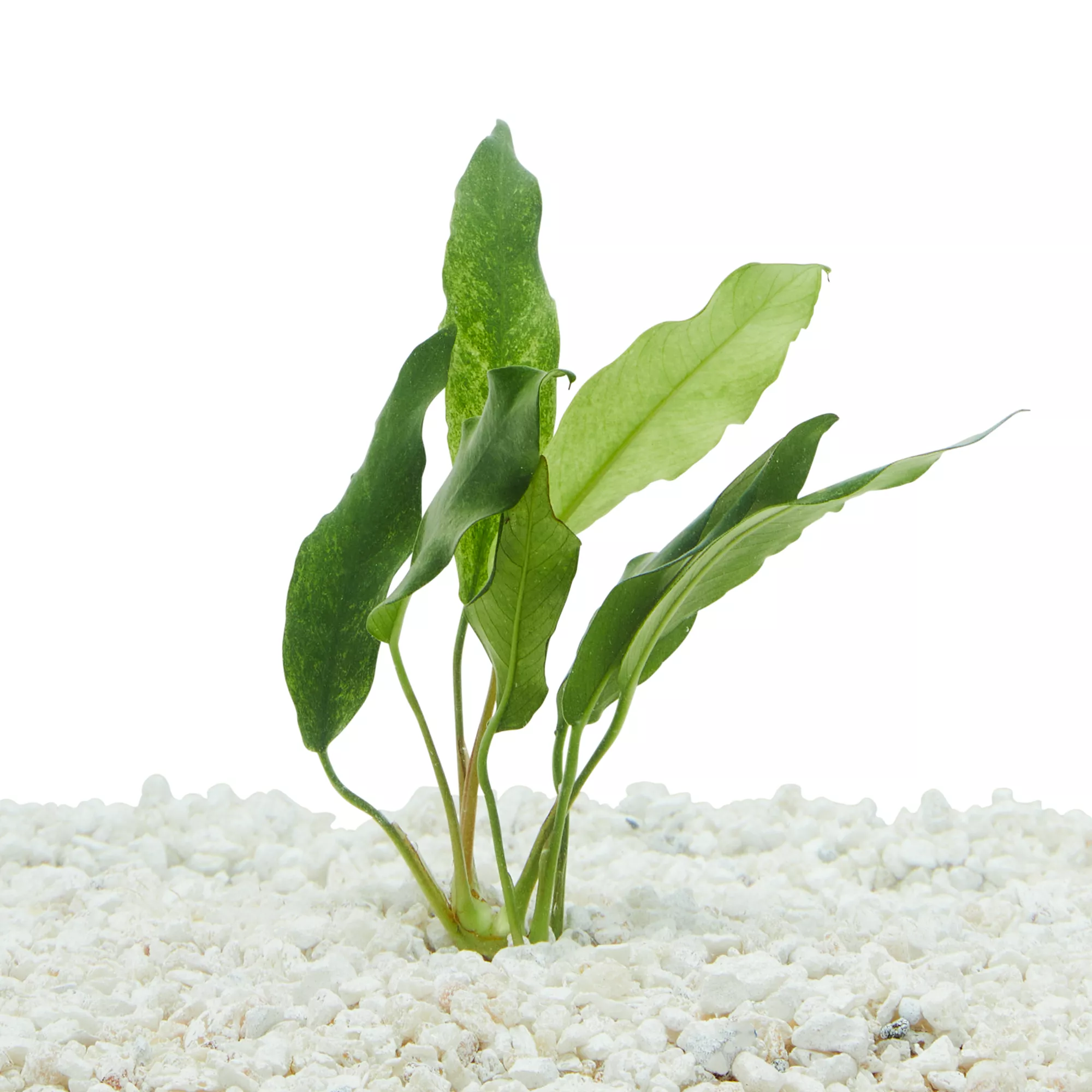 Top Fin® Anubias Frazeri Live Plant