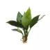 Top Fin® Anubias Frazeri Live Plant image thumbnail 2