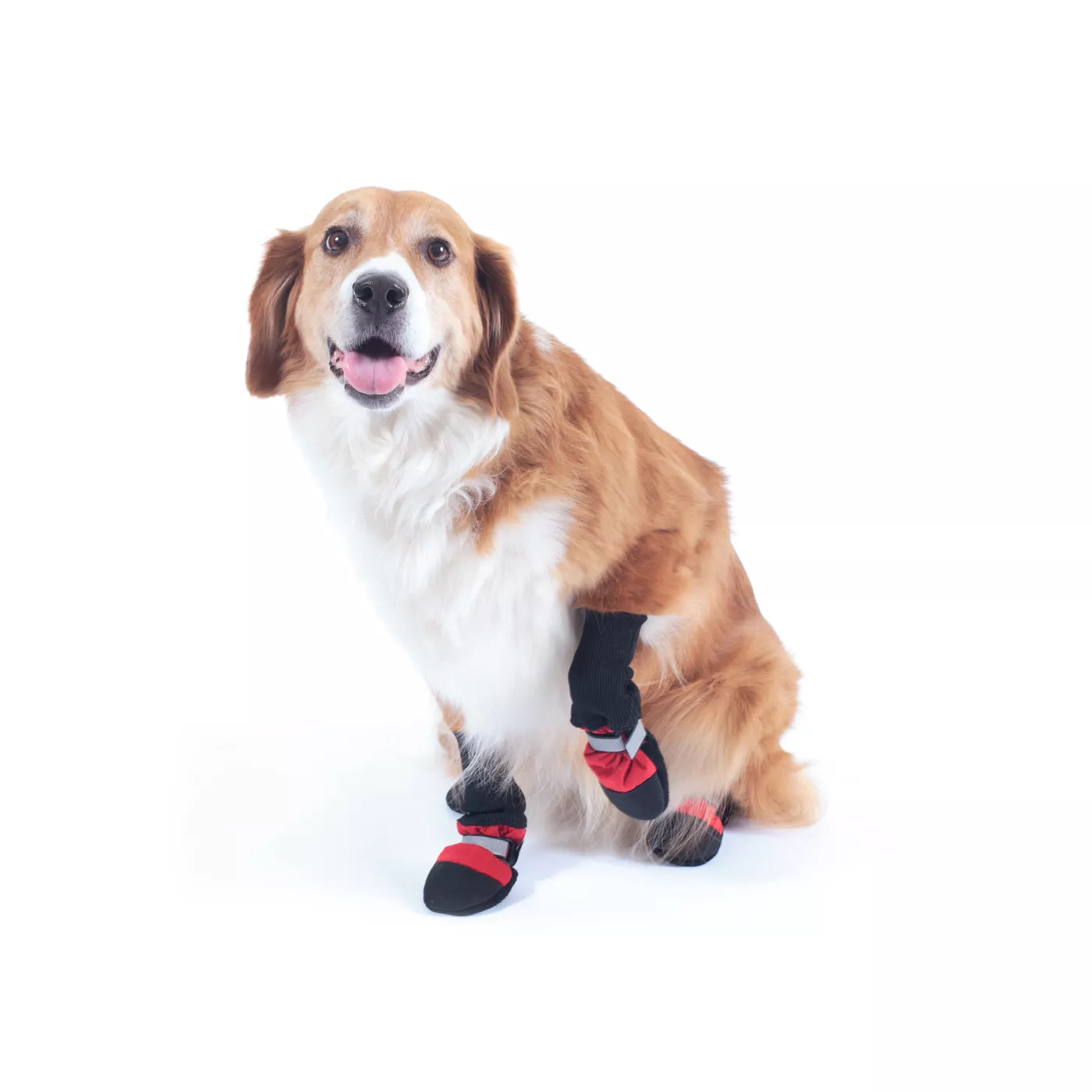 Dog shoes at petsmart sale
