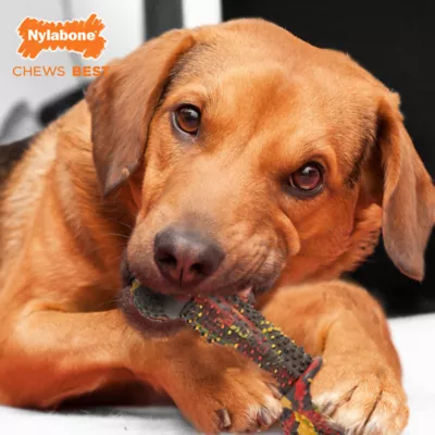 Product Nylabone® Flavor Frenzy Bacon Cheeseburger Chew Dog Toy