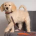 Denver Broncos NFL Dog Leash image thumbnail 2