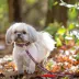 Pets First New England Patriots NFL Dog Leash image thumbnail 2