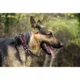 Product New England Patriots NFL Collar