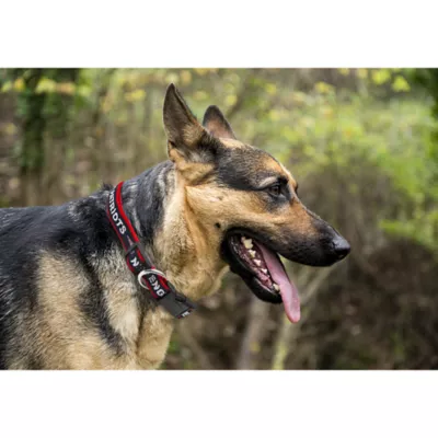Product New England Patriots NFL Collar