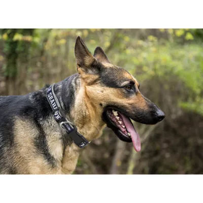 Product Seattle Seahawks NFL Dog Collar
