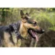 Product Seattle Seahawks NFL Dog Collar