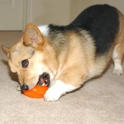 Product Starmark® Everlasting Treat Bento Ball Dog Toy - Chicken Flavor