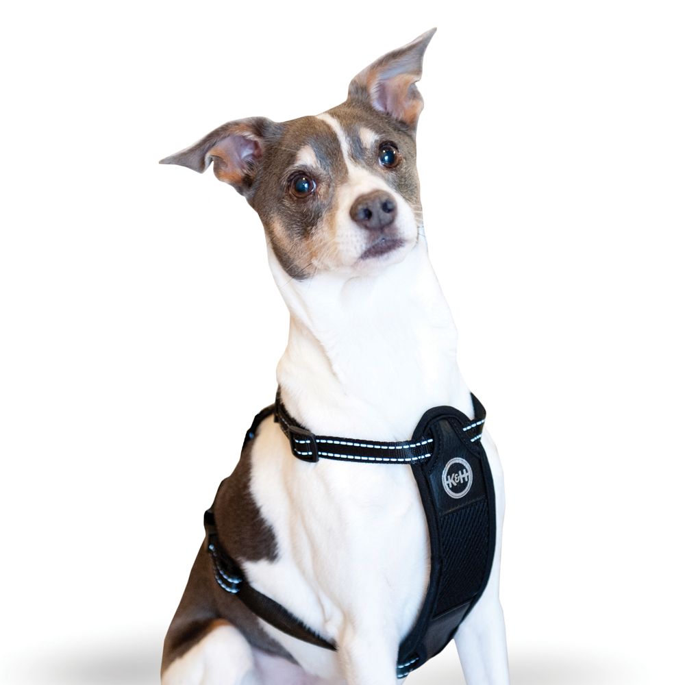 Dog Seat Belts & Car Harnesses | PetSmart