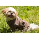 Product Pet Life Belted Wool Coat