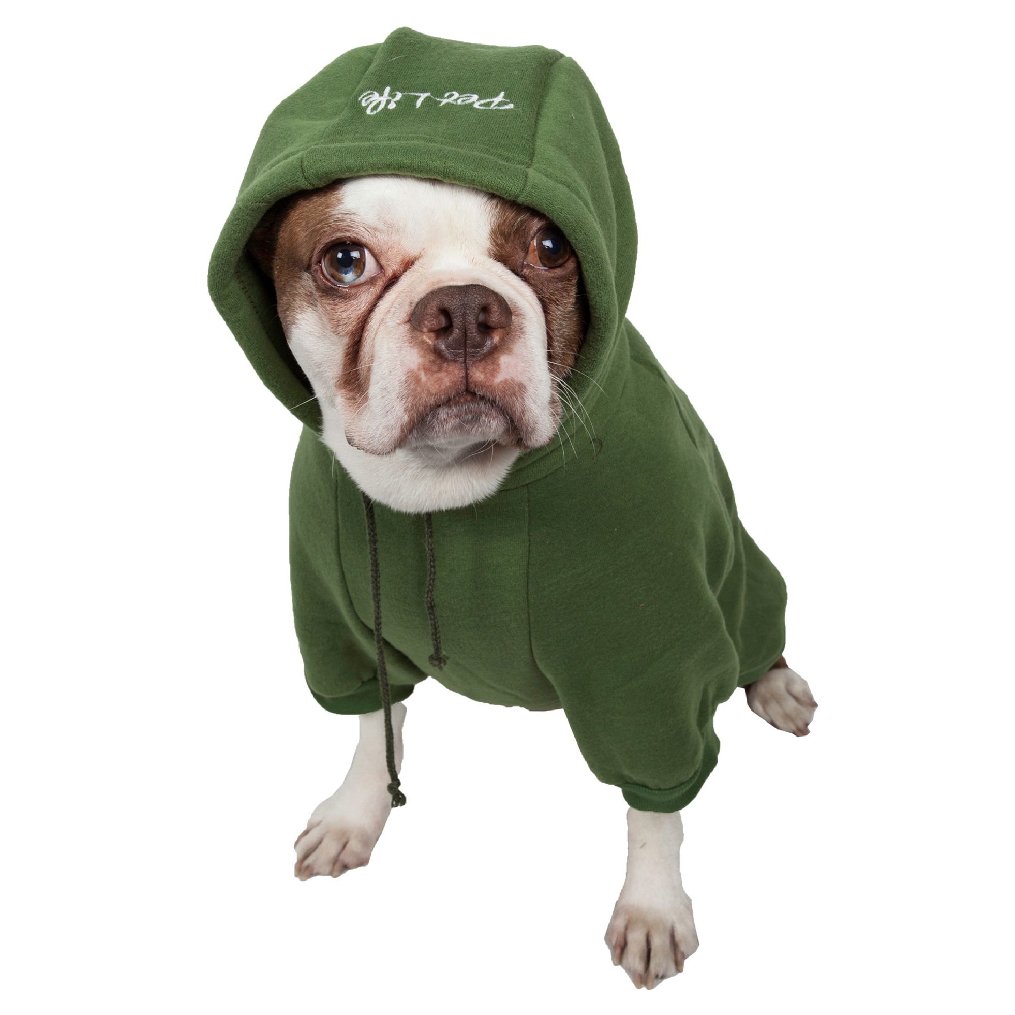 Dog in a green hoodie