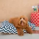 Product Majestic Pet Chevron Rectangle Indoor & Outdoor Dog Bed