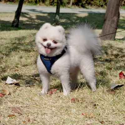 Product Puppia® RiteFit Over-the-Head Dog Harness