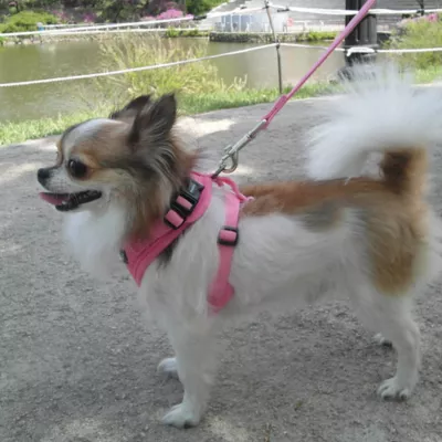 Puppia® RiteFit Over-the-Head Dog Harness - Image 3