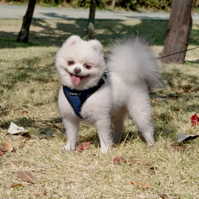 Puppia® RiteFit Over-the-Head Dog Harness - Image 3