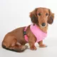 Product Puppia® Dotty Dog Harness
