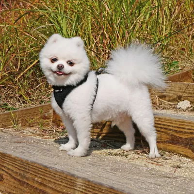 Puppia® RiteFit Over-the-Head Dog Harness - Image 3