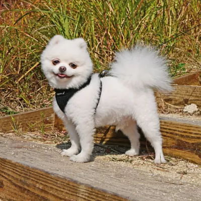 Puppia® RiteFit Over-the-Head Dog Harness - Image 3