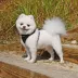 Puppia® RiteFit Adjustable Neck & Chest Soft-Mesh Over-the-Head Dog Harness image thumbnail 3