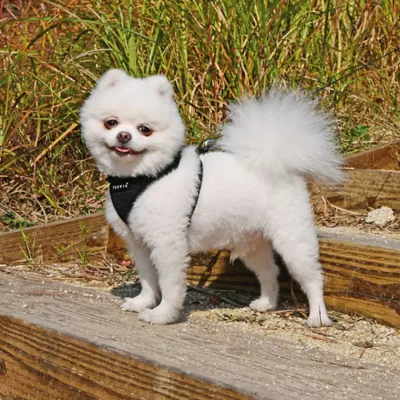 Puppia® RiteFit Over-the-Head Dog Harness - Image 3