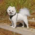 Puppia® RiteFit Over-the-Head Dog Harness image thumbnail 3