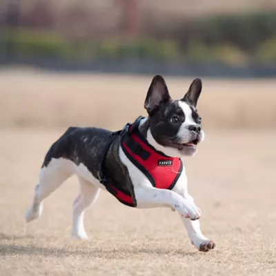 Puppia® RiteFit Over-the-Head Dog Harness - Image 3