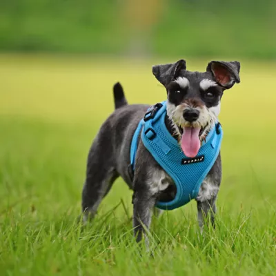 Product Puppia® RiteFit Over-the-Head Dog Harness