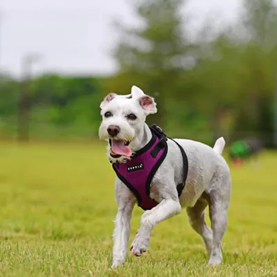 Puppia® RiteFit Over-the-Head Dog Harness - Image 3