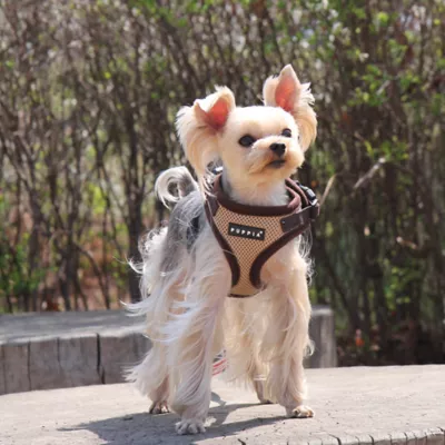 Puppia® RiteFit Over-the-Head Dog Harness - Image 3