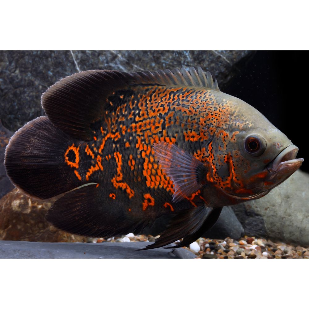 Tiger Oscar Cichlid For Sale | Live Pet Fish | PetSmart