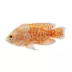 Tiger Oscar Cichlid image thumbnail 1