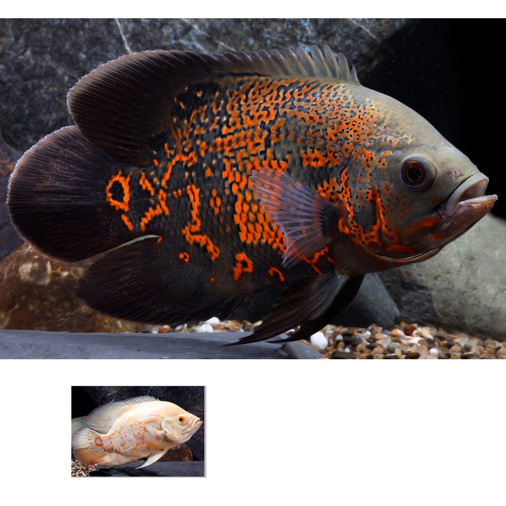 Tiger Oscar Cichlid For Sale | Live Pet 