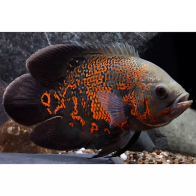 Product Tiger Oscar Cichlid