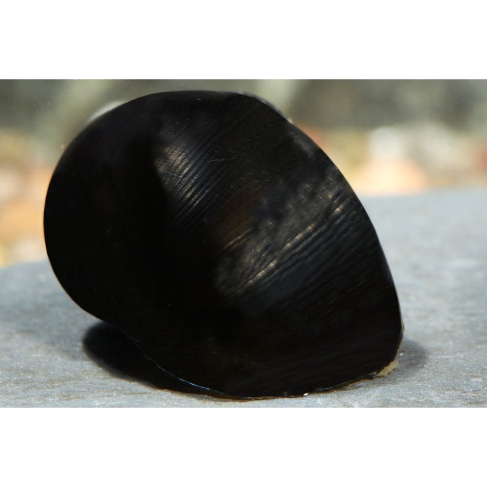 Black Racer Nerite Snail | fish 