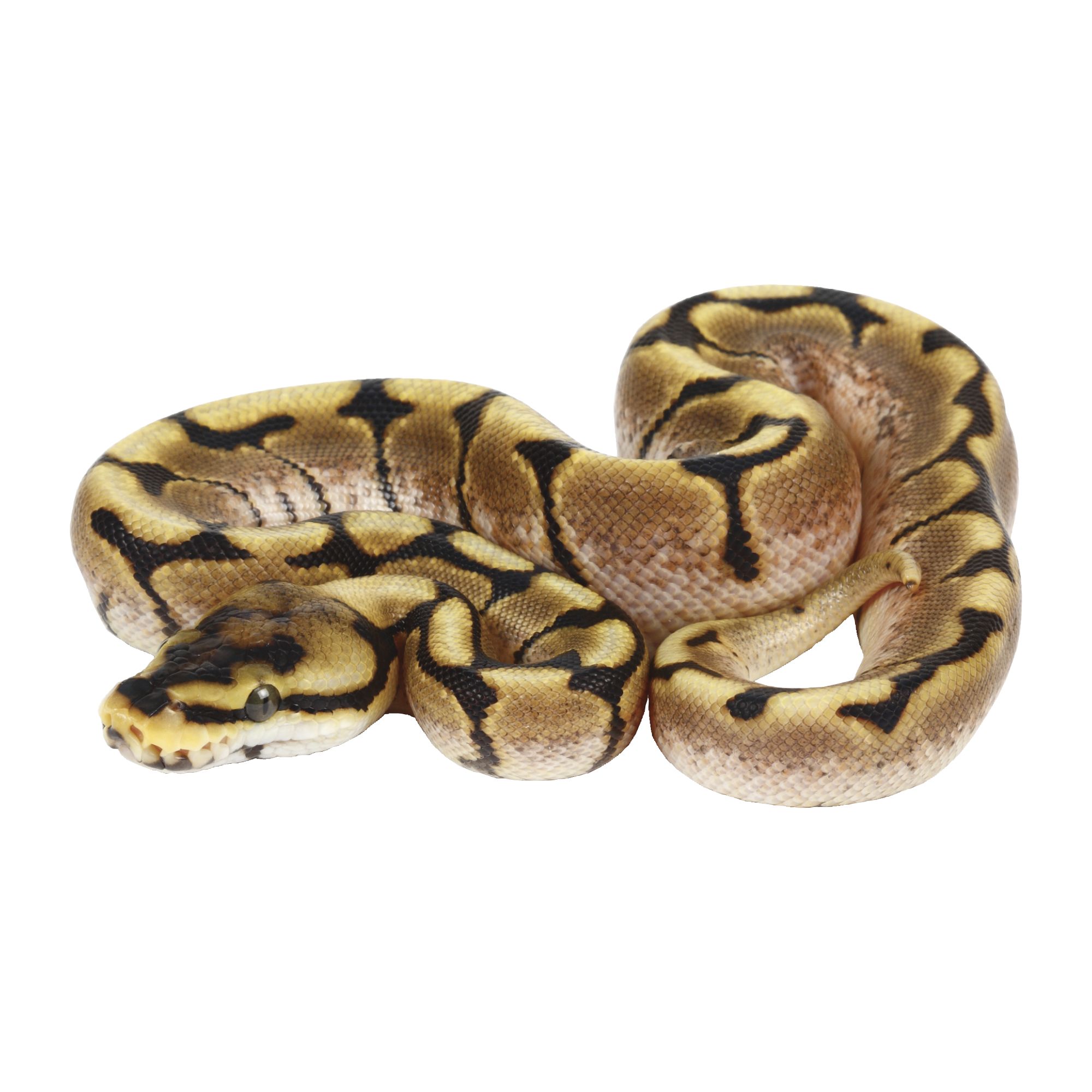 Ball Python Care Sheet: Food, Habitat & Health