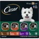 Product Cesar® Classics Adult Wet Dog Food - Loaf, 24 Count, Variety Pack