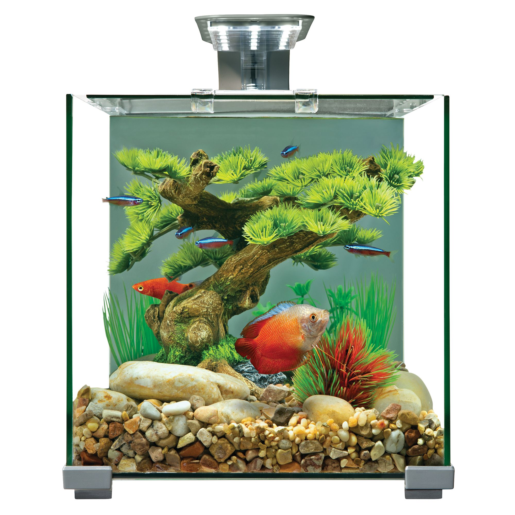 5.5 gallon aquarium petsmart best sale