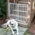 Cardinal Gates Stairway Special Outdoor Pet Gate image thumbnail 2