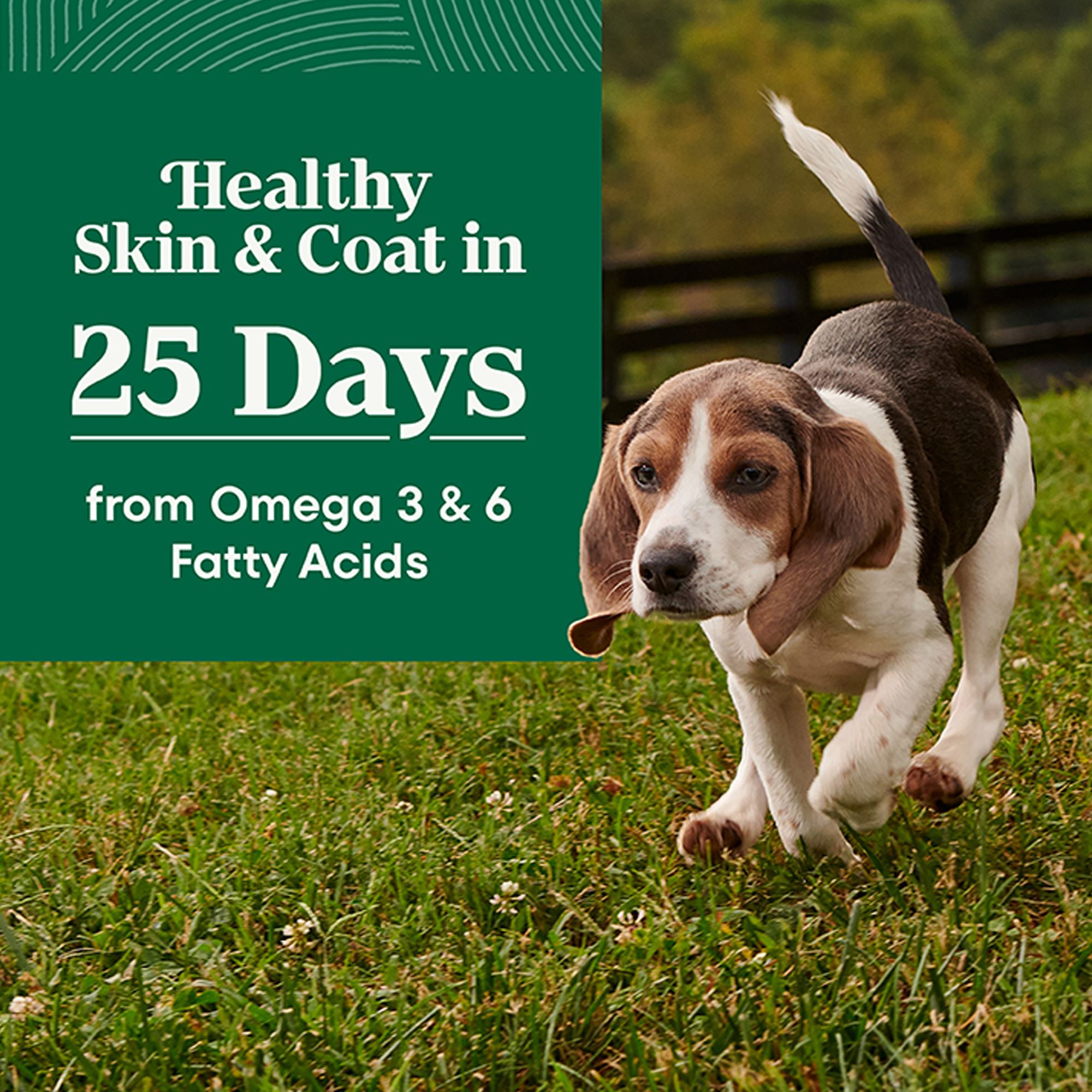 petsmart dog food nutro