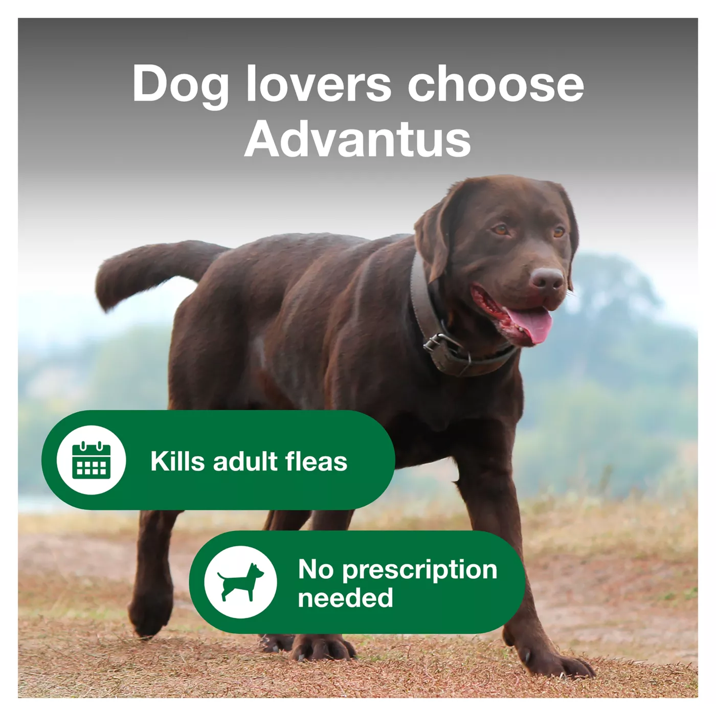 Advantus oral flea treatment hotsell