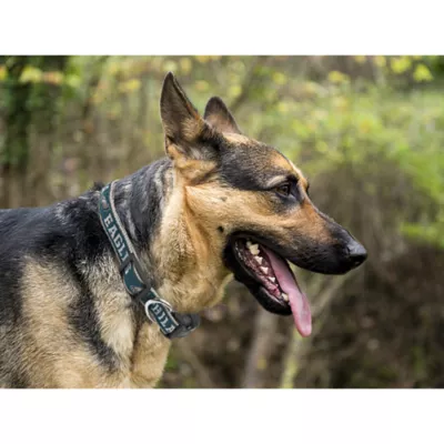 Product Philadelphia Eagles NFL Dog Collar