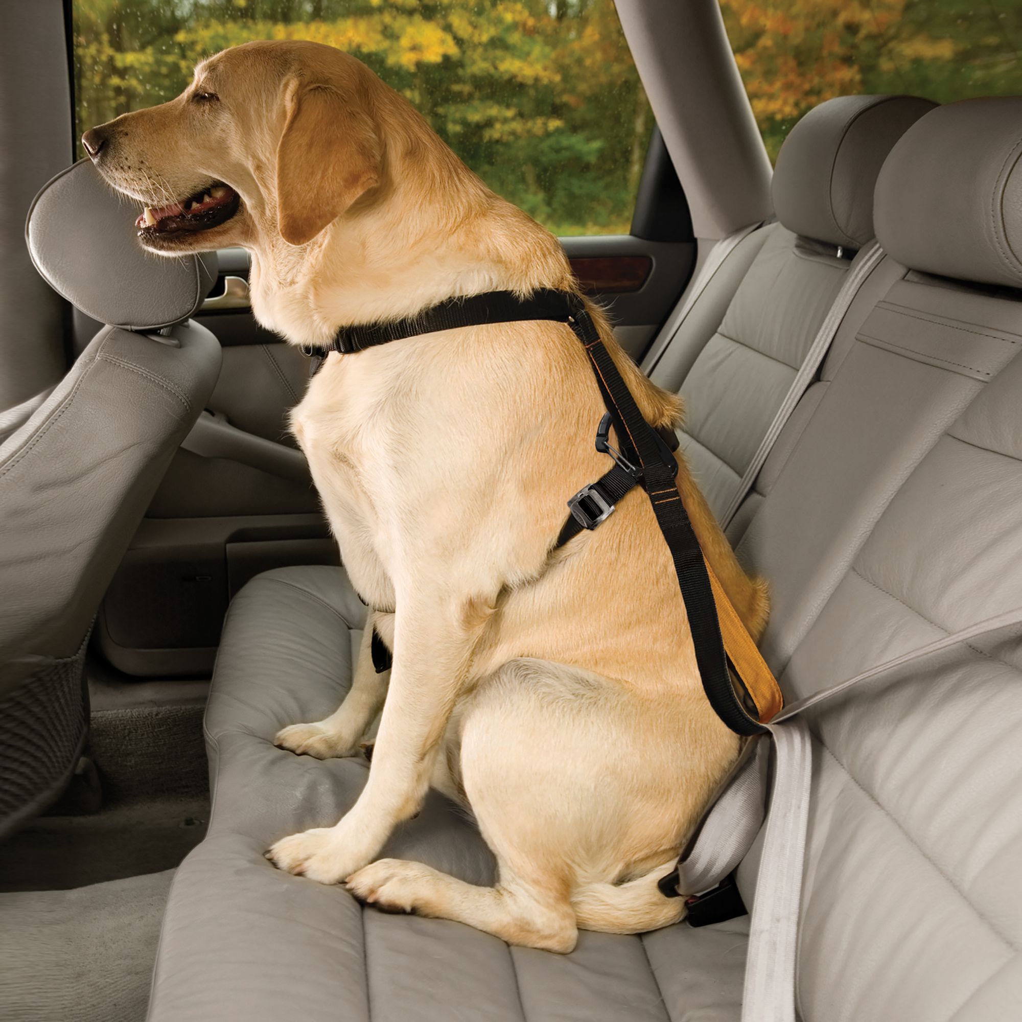 dog car harness